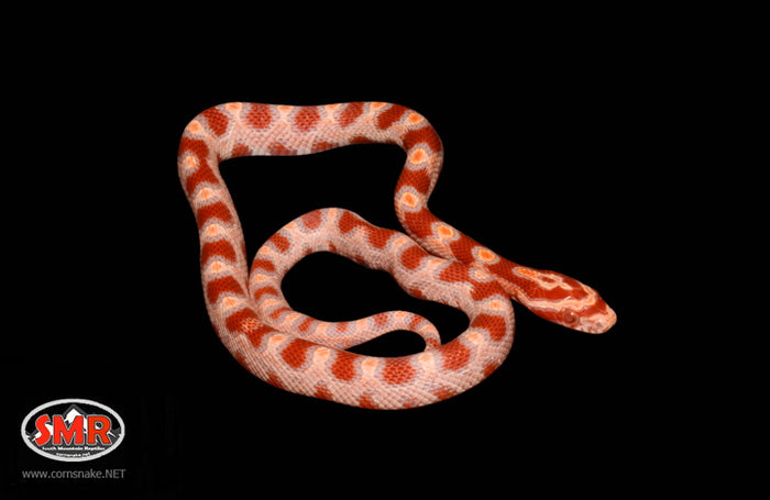 11" female Reverse Okeetee Corn Snake for sale by South Mountain Reptiles