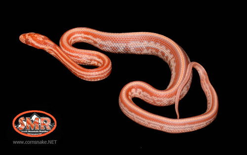 12" Female Amel Tessera for sale by South Mountain Reptiles