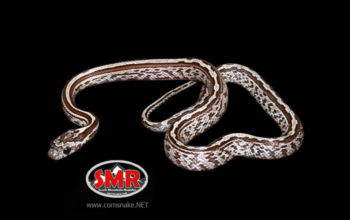 12" Female Cinder Tessera for sale by South Mountain Reptiles
