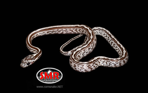 12" Female Cinder Tessera for sale by South Mountain Reptiles