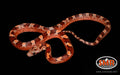12" female Pied-sided Bloodred for sale by South Mountain Reptiles