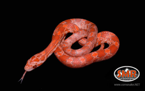 12" Female Red Coat Lava for sale by South Mountain Reptiles