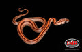 12" female Striped Cornsnake for sale by South Mountain Reptiles