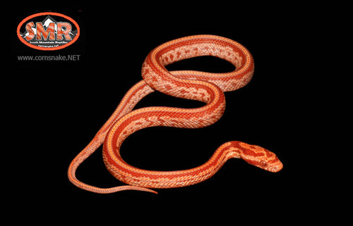 12" male Amel Tessera for sale by South Mountain Reptiles
