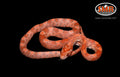 12" MALE Red Coat Lava for sale by South Mountain Reptiles