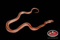 12" male Tessera for sale by South Mountain Reptiles