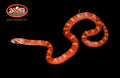 13" female Hypo Pied-sided Bloodred for sale by South Mountain Reptiles