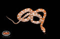 13" Male Hypo Kastanie for sale by South Mountain Reptiles