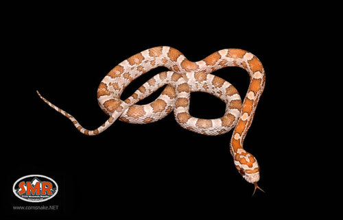 13" Male Hypo Kastanie for sale by South Mountain Reptiles