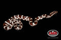13" male Miami Okeetee for sale by South Mountain Reptiles