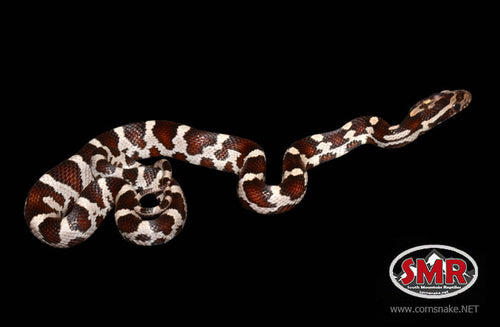 13" male Miami Okeetee for sale by South Mountain Reptiles