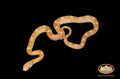 13" male Saffron Motley for sale by South Mountain Reptiles