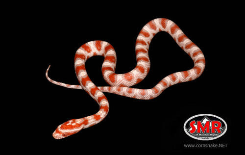 14" female High-white Reverse Okeetee for sale by South Mountain Reptiles