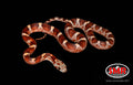 14" male Bloodred Cornsnake for sale by South Mountain Reptiles