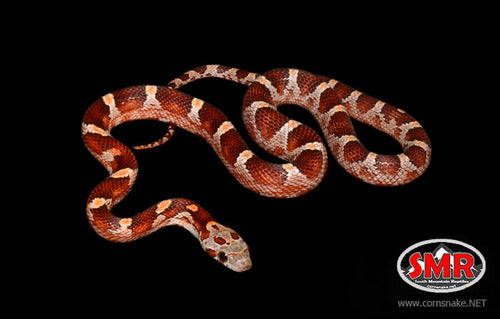 14" male Bloodred Cornsnake for sale by South Mountain Reptiles