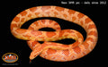 Amel 37" Male for sale by South Mountain Reptiles