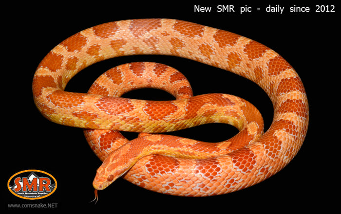 Amel 37" Male for sale by South Mountain Reptiles