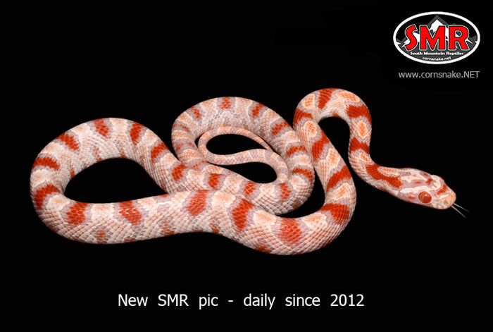 Amel Miami Okeetee 14" male for sale by South Mountain Reptiles