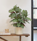 Artificial Calathea Bush