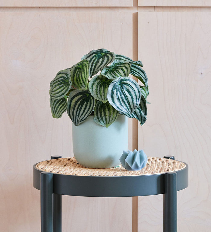 Artificial Watermelon Peperomia