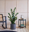 Artificial ZZ Plant (Tall)