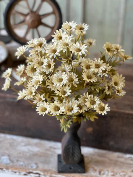 Ashdale Daisy Bush