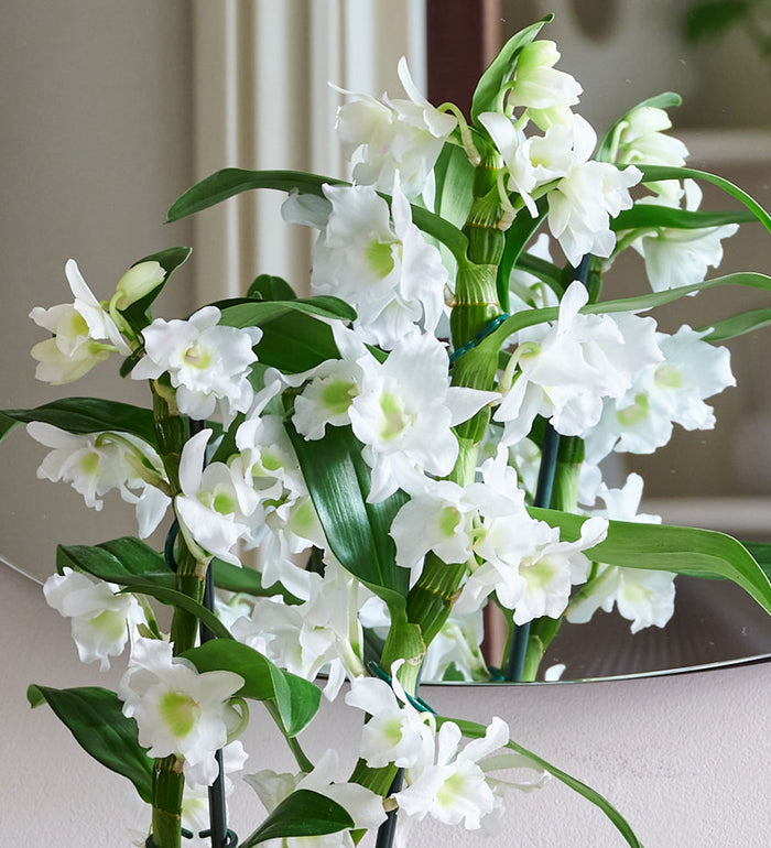 Bamboo Orchid & Pot