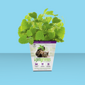 Bellrock Growers Fresh Catnip