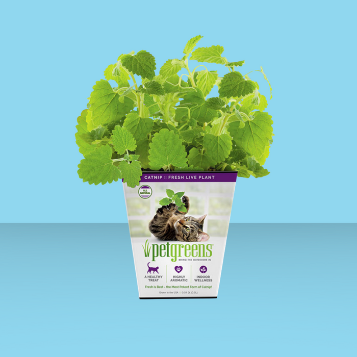 Bellrock Growers Fresh Catnip