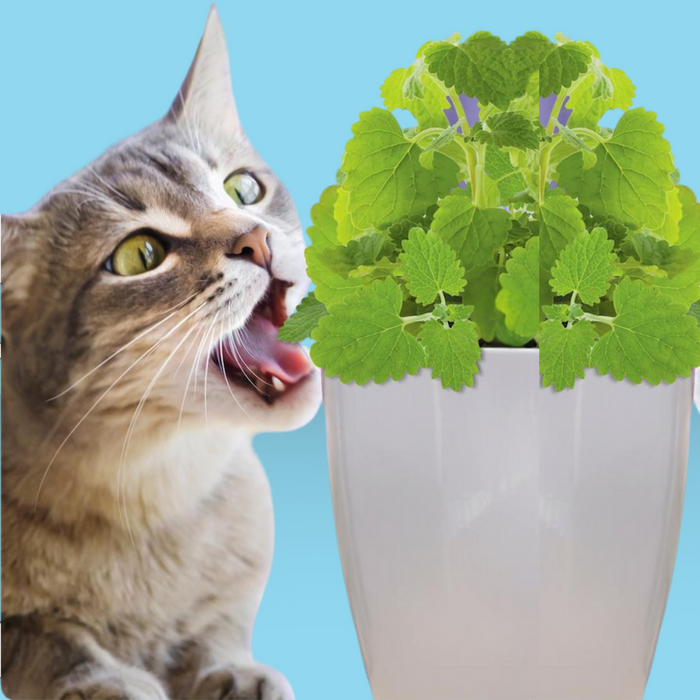 Bellrock Growers Fresh Catnip