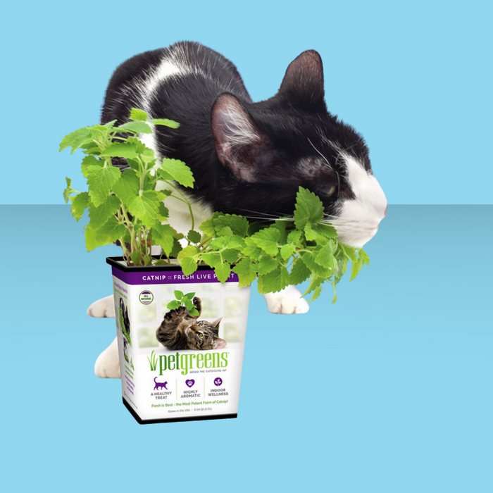 Bellrock Growers Fresh Catnip