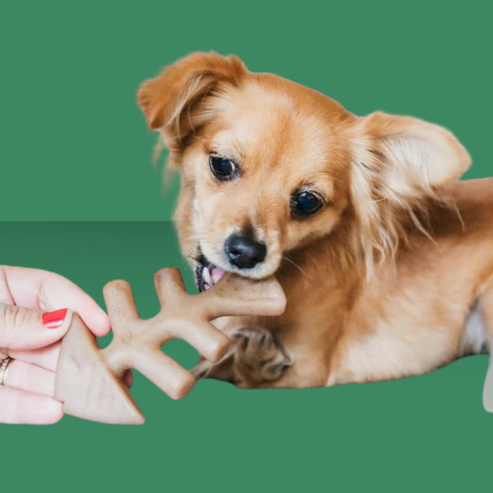 Benebone Fishbone 2 Pack Tiny