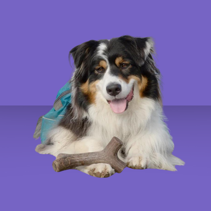 Benebone Maplestick M