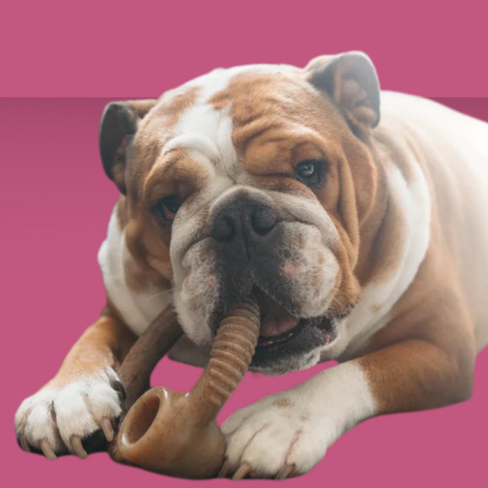 Benebone Ring Bacon S