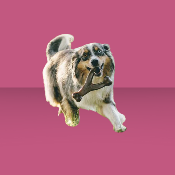 Benebone Wish Bone Peanut Butter Giant
