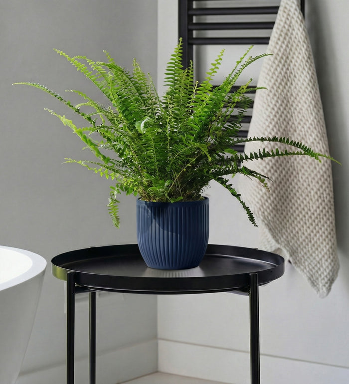 Boston Fern