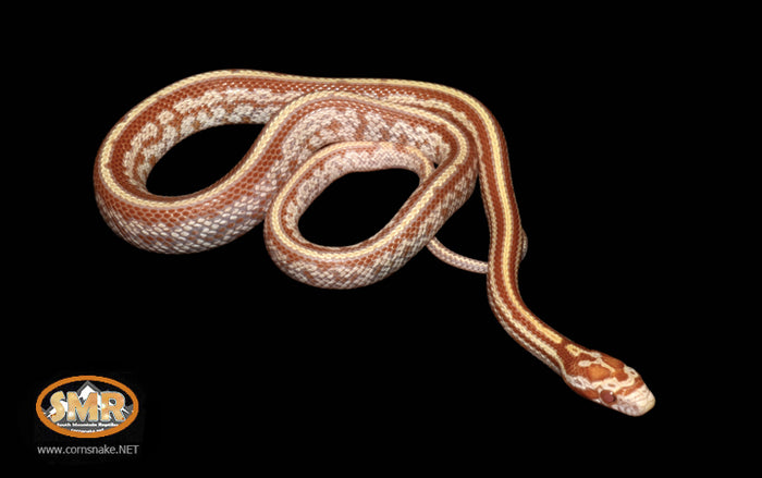 Butter Tessera 13" Male for sale by South Mountain Reptiles