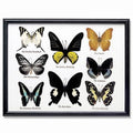 Butterfly Collection