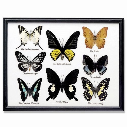 Butterfly Collection