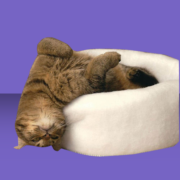 Carolina Pet Company Mysterious Kitty Kup White