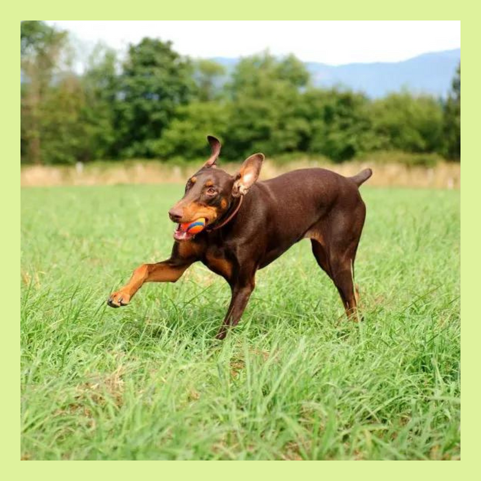 Chuckit Ball Launcher Sport 18" M