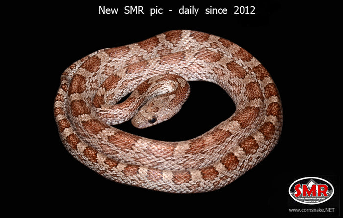 Cinder 26" Male for sale by South Mountain Reptiles