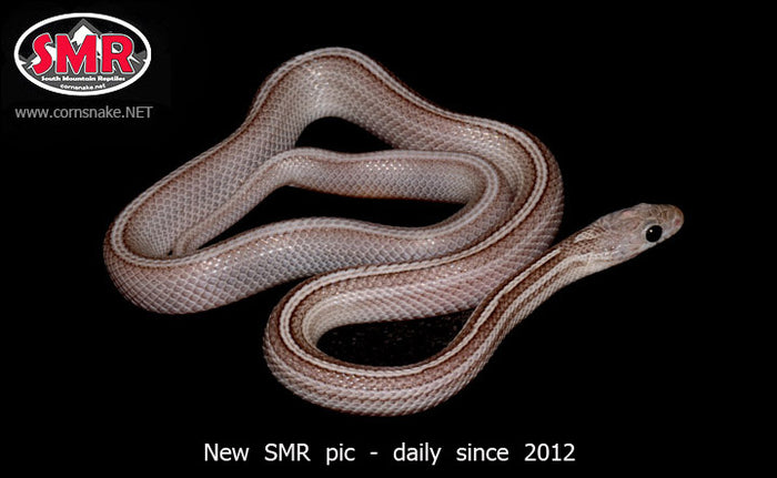 Cinder Tessera 18" male for sale by South Mountain Reptiles