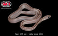 Cinder Tessera 20" Male for sale by South Mountain Reptiles