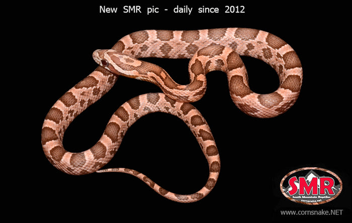 Coral Ghost 16" female for sale by South Mountain Reptiles
