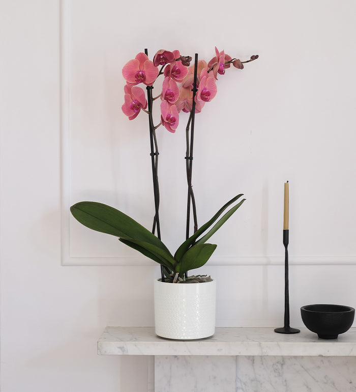 Coral Orchid & Pot
