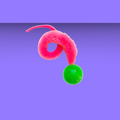 DeziRoo Wiggly Ping