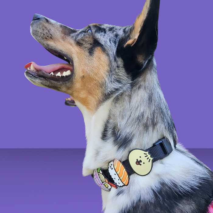 Dog Jiby Bao