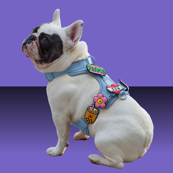 Dog Jiby Besteas Brown