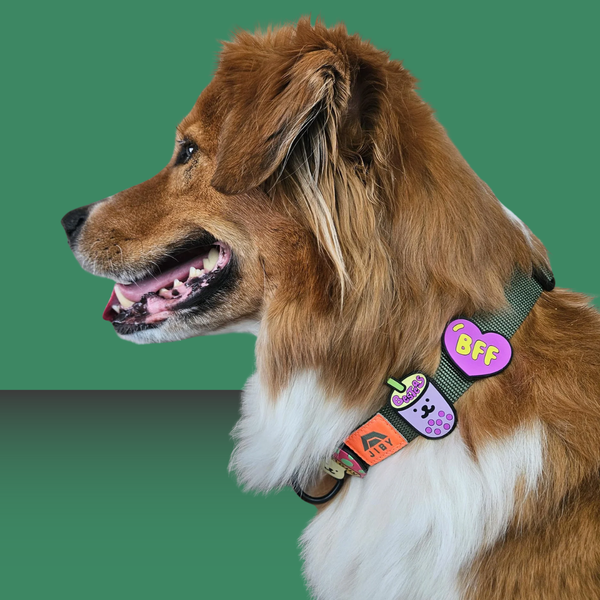 Dog Jiby Besteas Purple